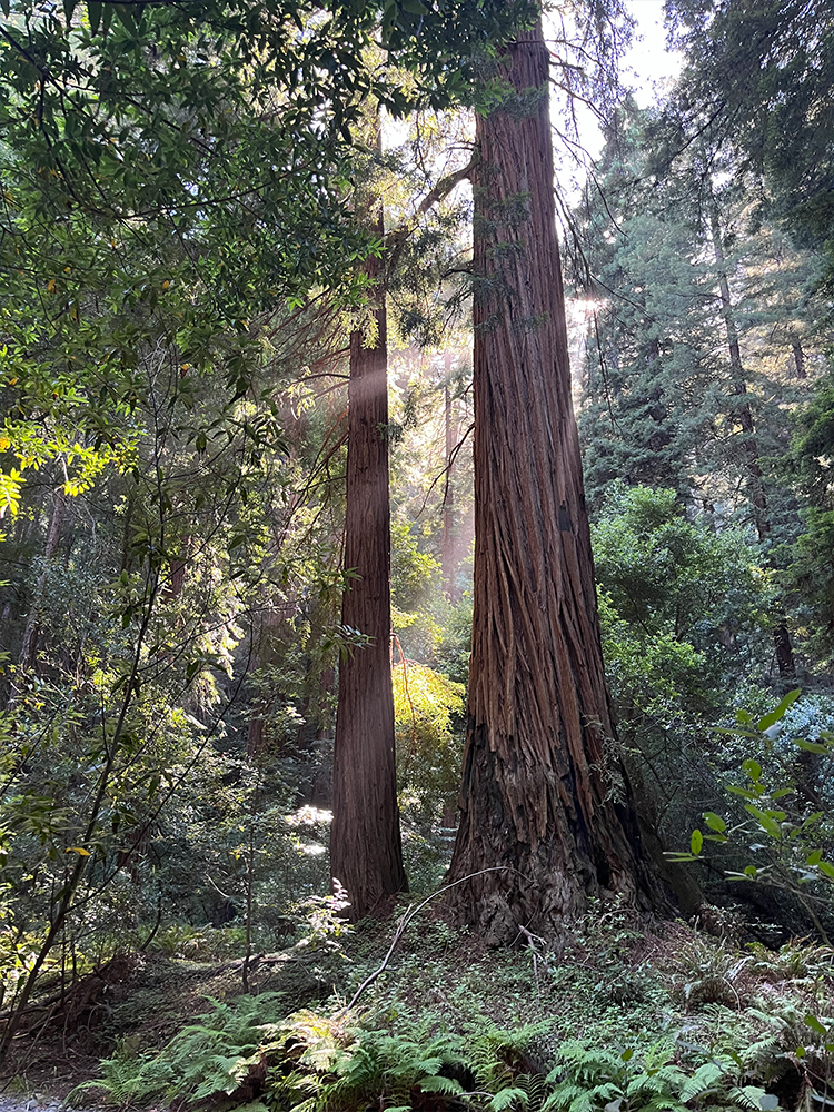 Muir Woods.