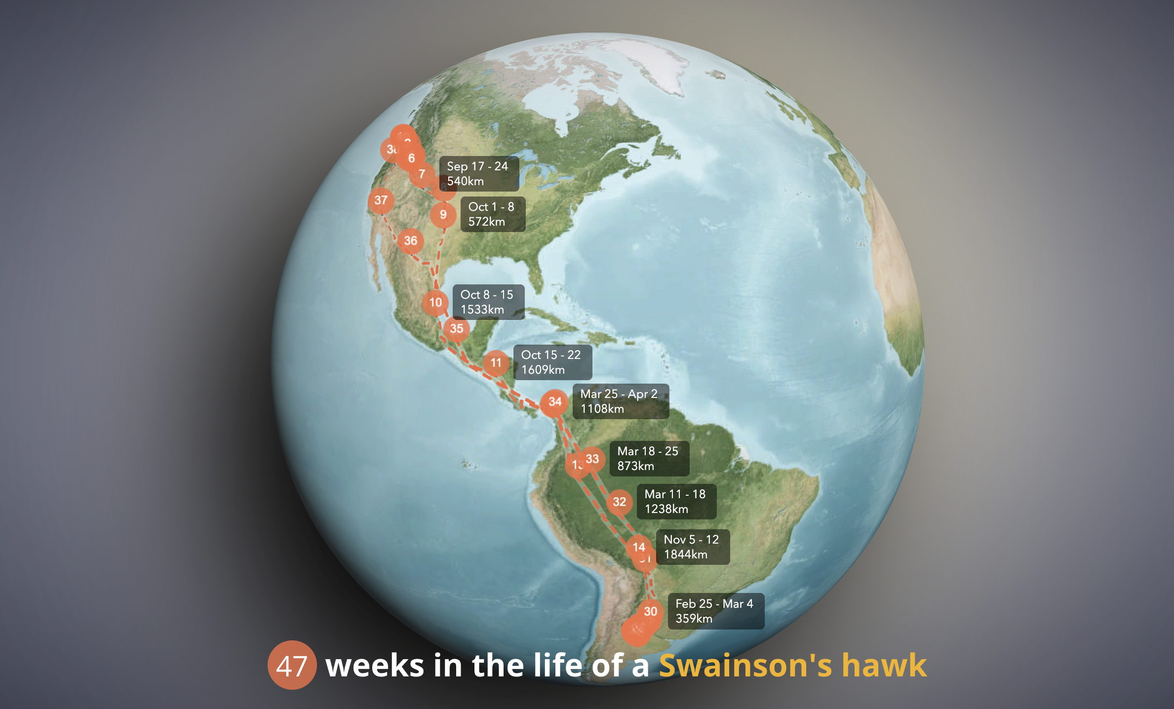 Visualization of Swainson's Hawk migration patterns.